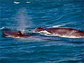 bluewhale_010307