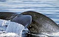 bluewhale_080107