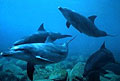 bottlenose_120304