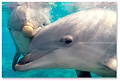 bottlenose_dolphins_170905
