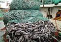bottom_trawling_050106