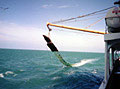 bottomtrawl_061004