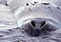 bowhead-whale_230710