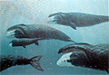 bowhead_140705