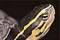 box-turtle_270609
