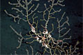 bp-coral_121110