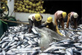 bycatch_011205