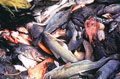 bycatch_031205