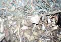 bycatch_110712