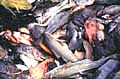 bycatch_120804