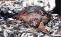 bycatch_230409