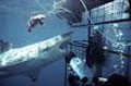 cage-diving_010706