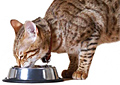 cat_010410
