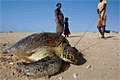 caught-turtle_151110