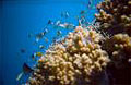 cebu-reef_121209