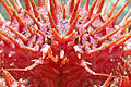 centolla_290408
