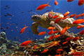 chagos_060310