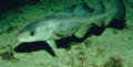 cio_060805