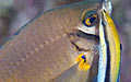 cleaner_130110