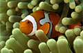 clown_120807