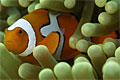 clownfish_070507