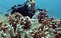 coal-diver_280409