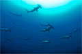 cocos_090311