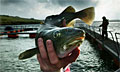 cod_120809