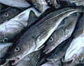 cod_130505