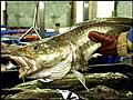cod_190603