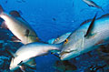 cod_290805