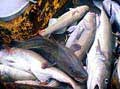 cods_121203