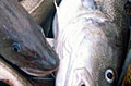 cods_280208