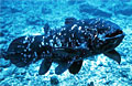 coelacanth_300611