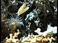 cold_water_reef_291207