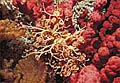coldcoral_300106