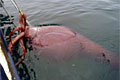 collosal-squid_081510