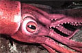 collosal-squid_180312