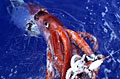 collosal-squid_270408