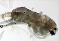 copepod_220312