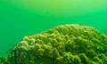 coral-algae_121010