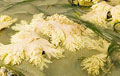 coral-bleaching_060610