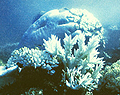coral-bleaching_211005