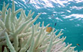 coral-bleaching_310109