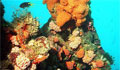 coral-britain_040809