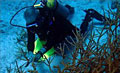 coral-diver_010911