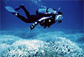 coral-diver_050710