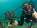 coral-diver_070412