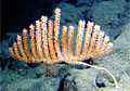 coral-new_070309