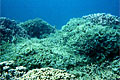coral-reef_010808